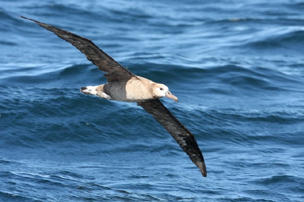 Black-footed Albatross